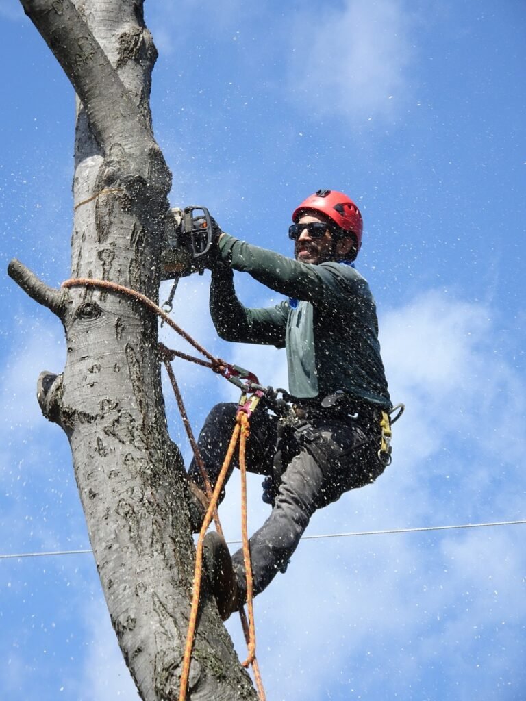 lumberjack, tree-service, tree-trimming-3459415.jpg